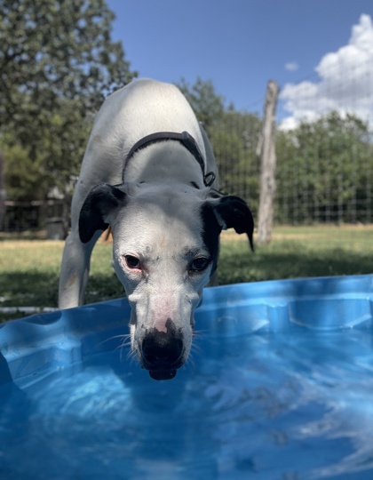 Pet Photo