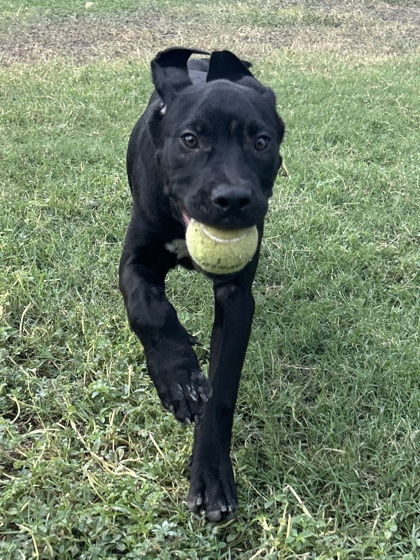 Pet Photo