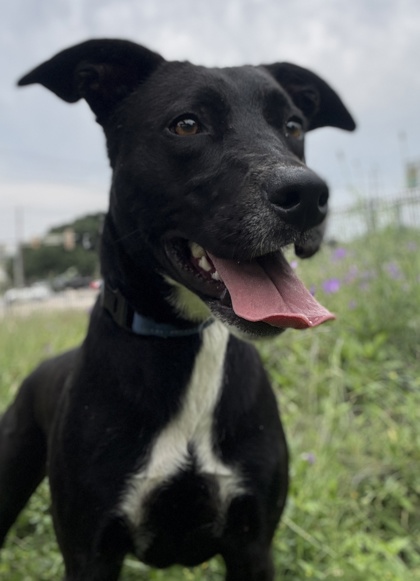 Pet Photo