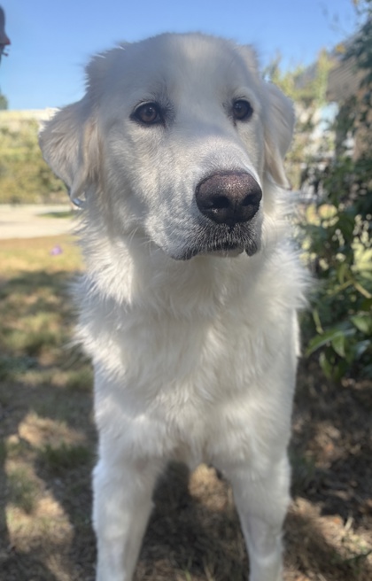 Pet Photo