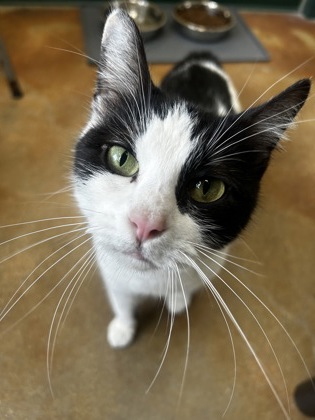 Pet Photo