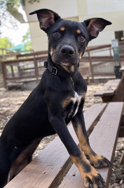 Pet Photo