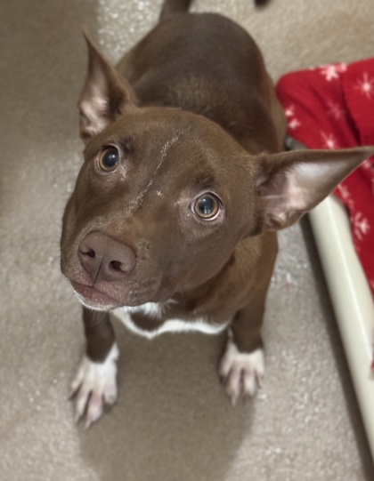 Pet Photo