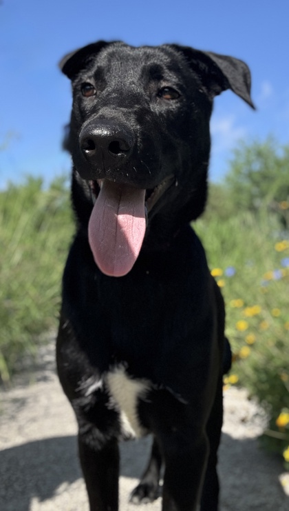 Foto de mascota