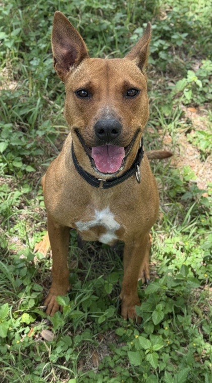 Pet Photo