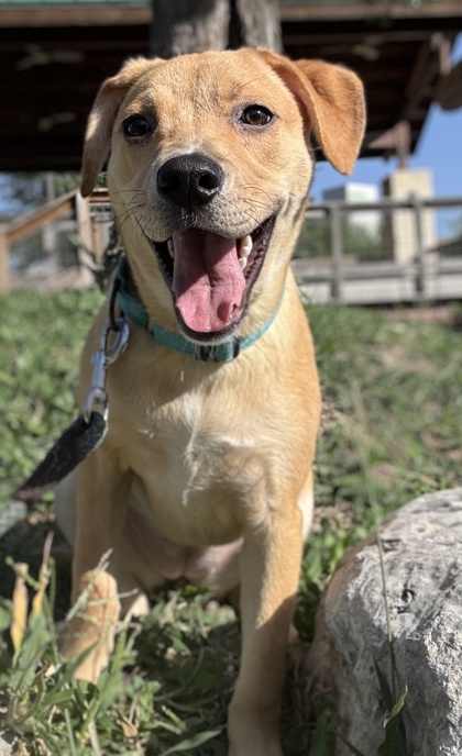Foto de mascota