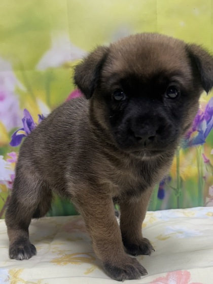 Foto de mascota