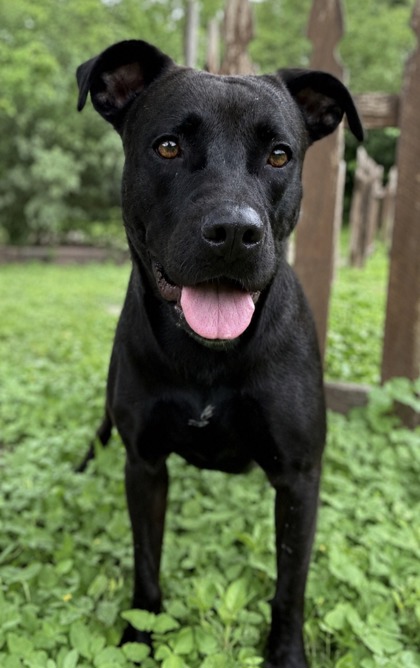 Pet Photo