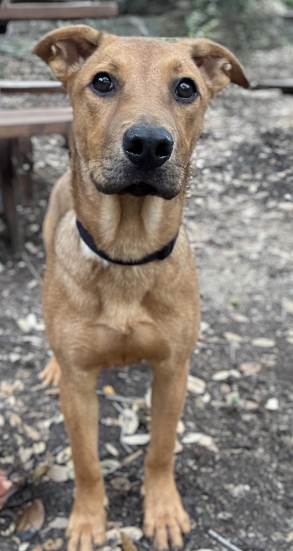 Pet Photo