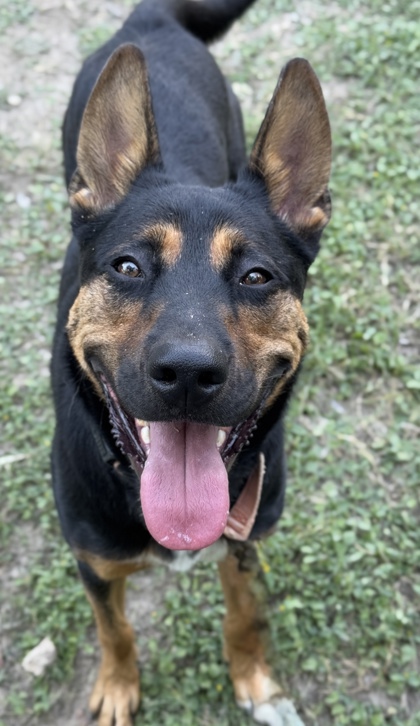 Pet Photo