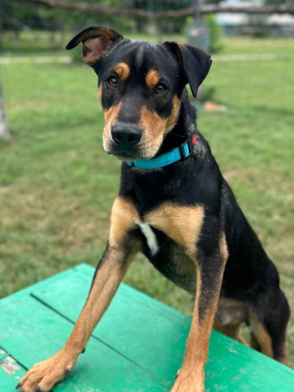 Pet Photo