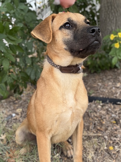 Pet Photo