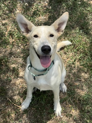 Pet Photo