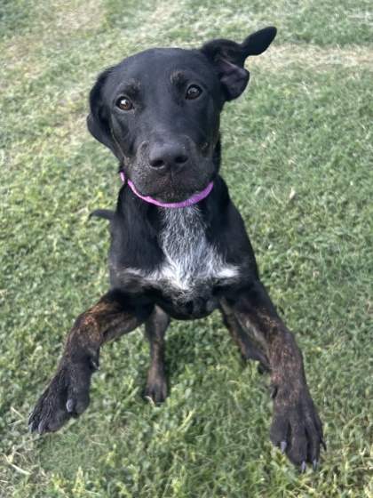 Pet Photo