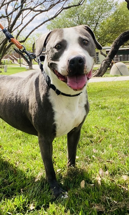 Foto de mascota