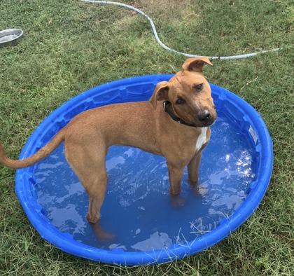 Pet Photo