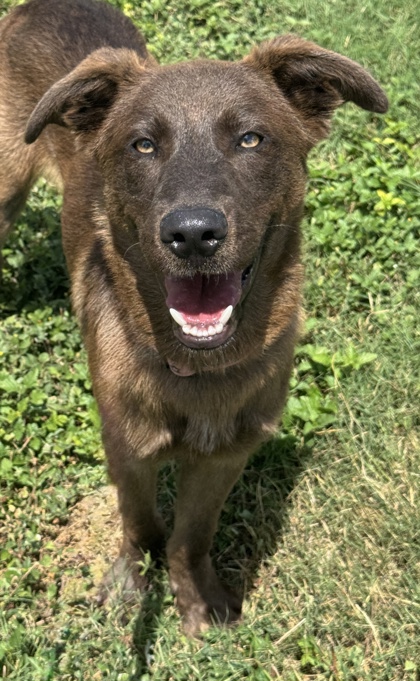 Pet Photo