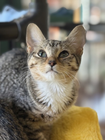 Pet Photo