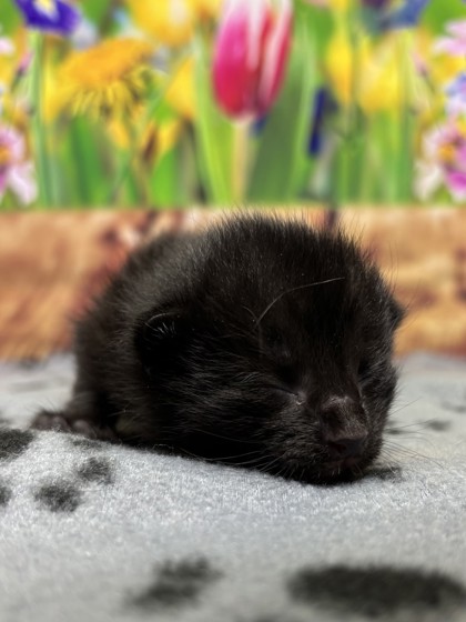 Pet Photo