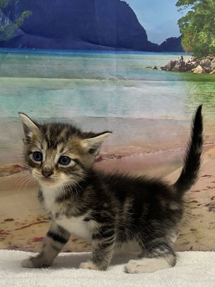 Pet Photo