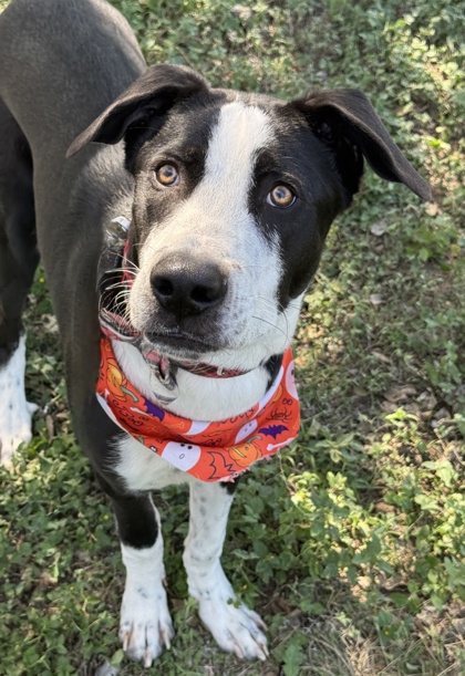 Pet Photo