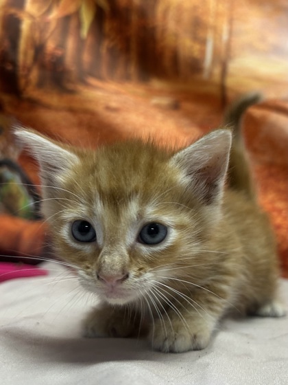 Pet Photo