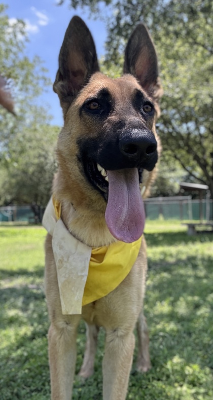 Pet Photo