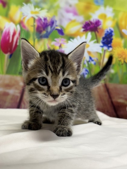 Pet Photo