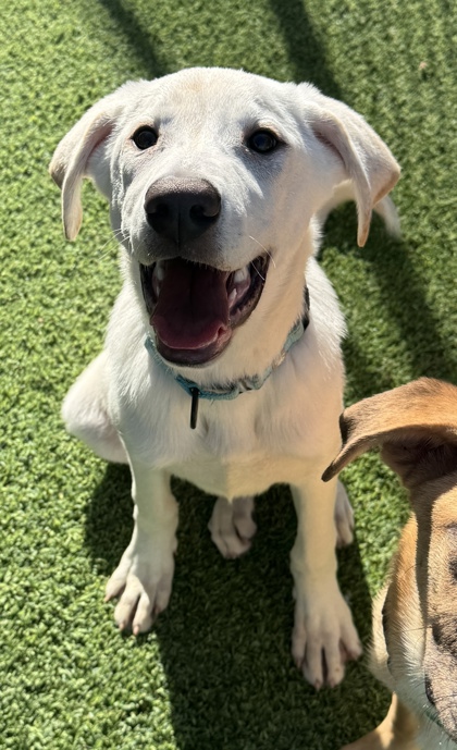 Foto de mascota