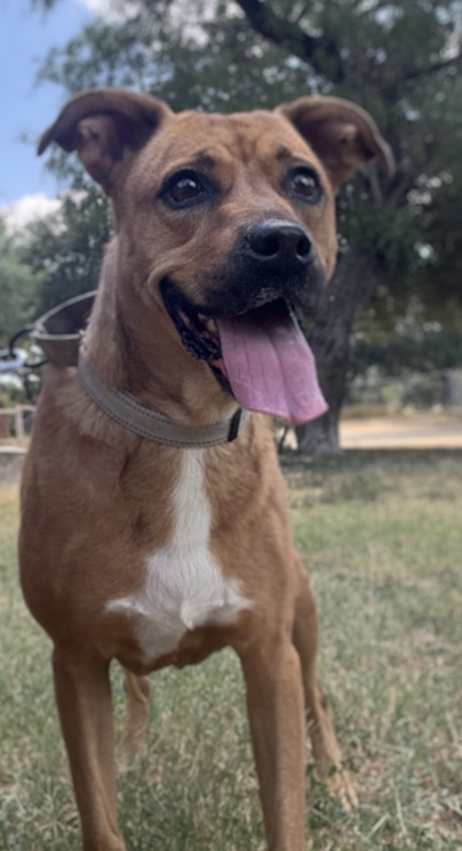 Pet Photo