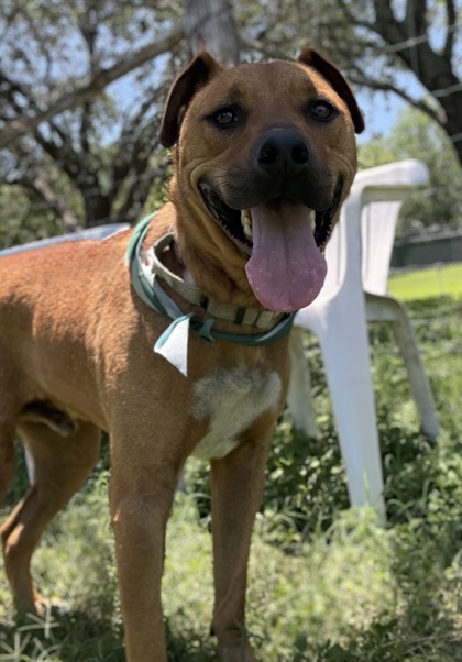 Pet Photo