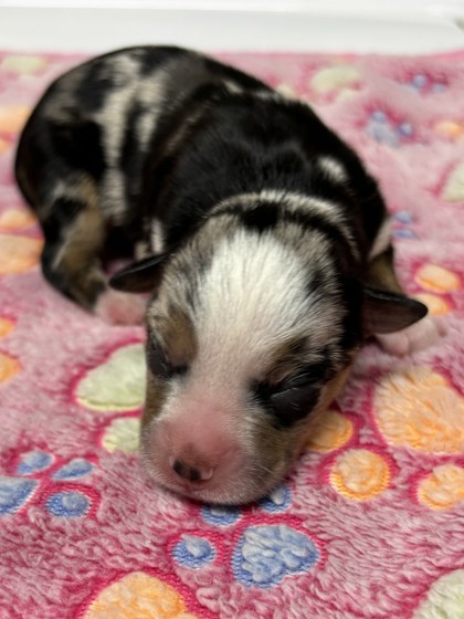 Pet Photo