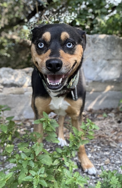 Foto de mascota