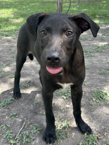 Pet Photo