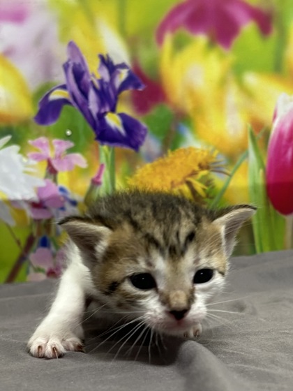 Pet Photo