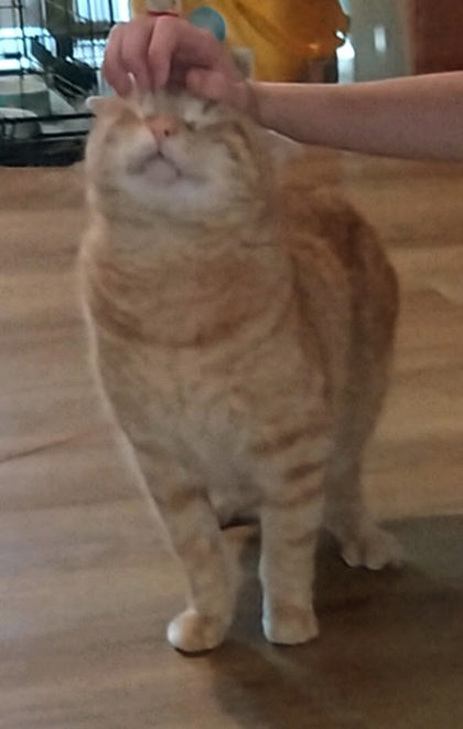 Pet Photo
