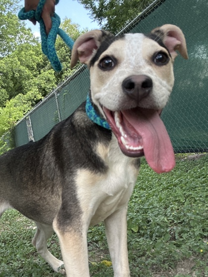 Pet Photo