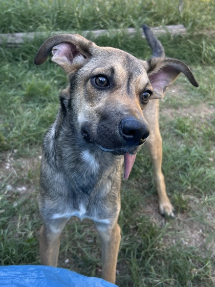 Pet Photo