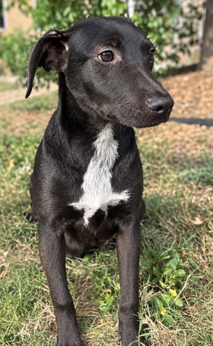 Pet Photo