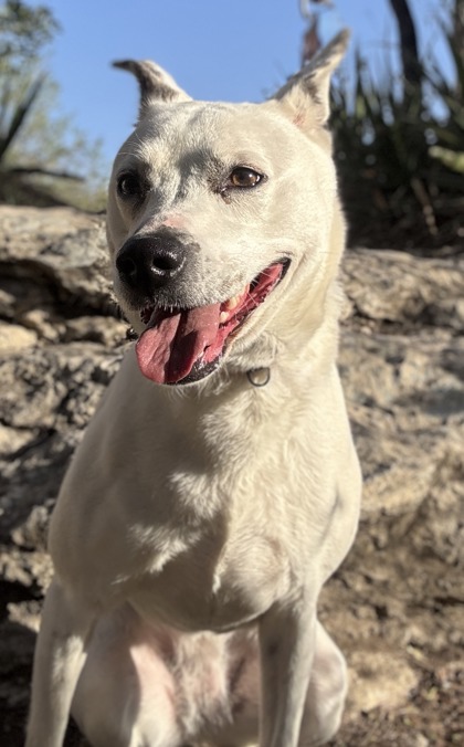 Pet Photo