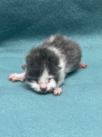 Pet Photo