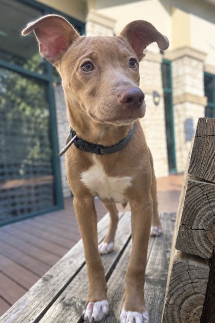 Pet Photo