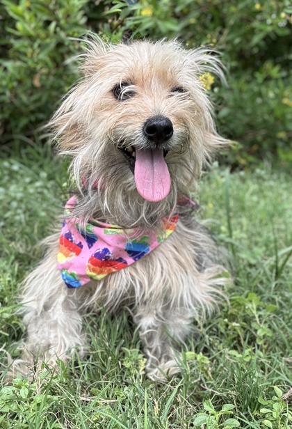 Foto de mascota