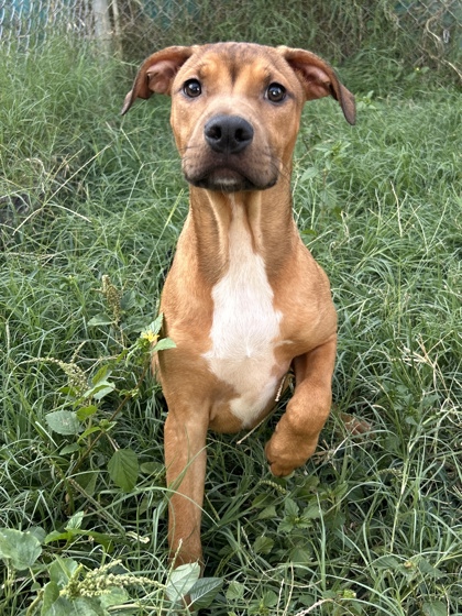 Pet Photo
