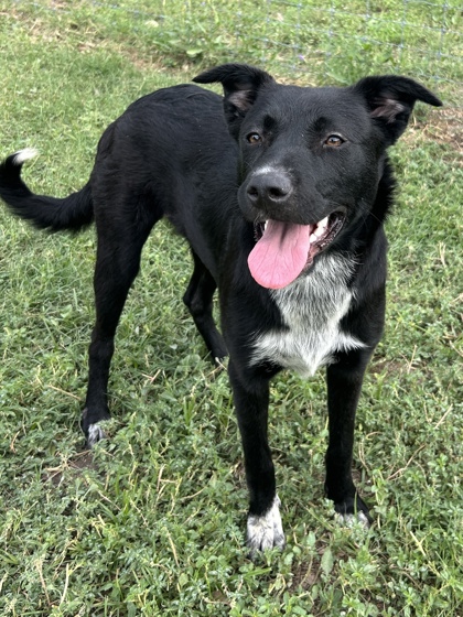 Pet Photo