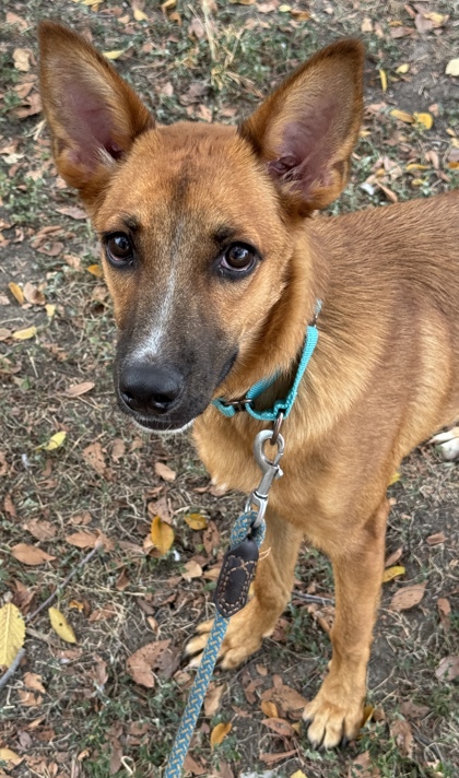 Pet Photo