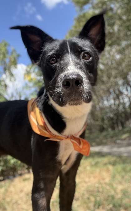 Pet Photo