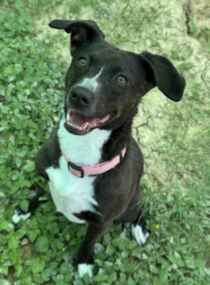 Pet Photo