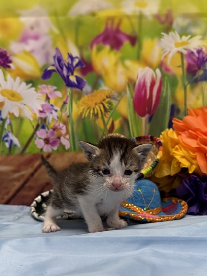 Pet Photo