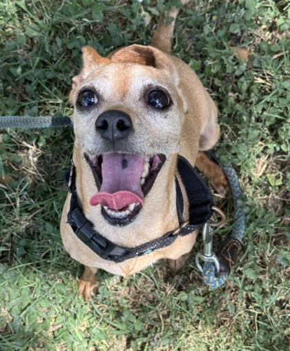 Pet Photo